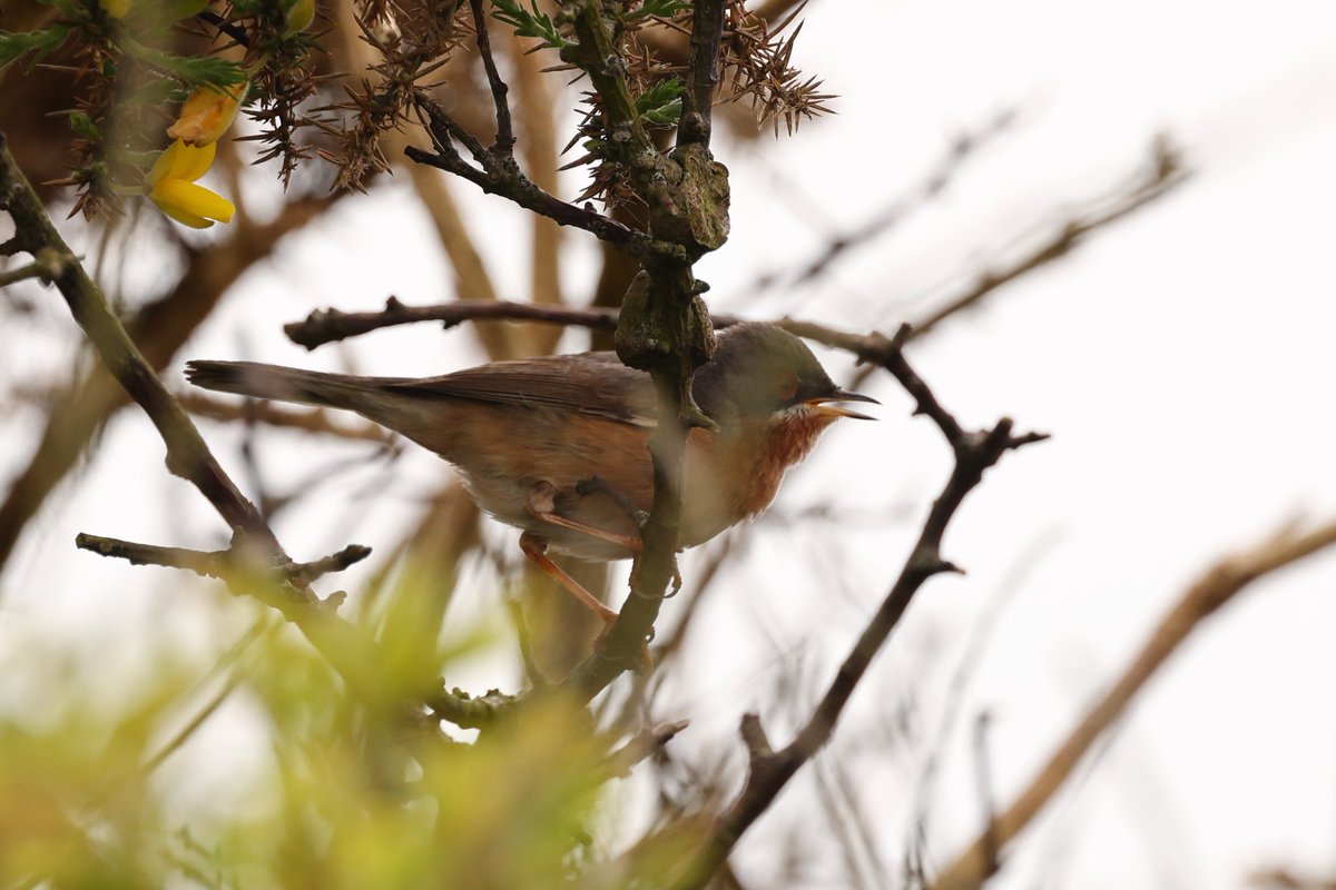 Carrying on with a good week on the Lizard, twitched the Subalpine Warbler at Kynance Farm 2 hours before my final uni deadline! I think it's thought to be Eastern currently. Next, I went for the Red-footed Falcon yesterday at Predannack. The spring that keeps on giving! <a href="/CBWPS1/">Cornwall Birds</a>