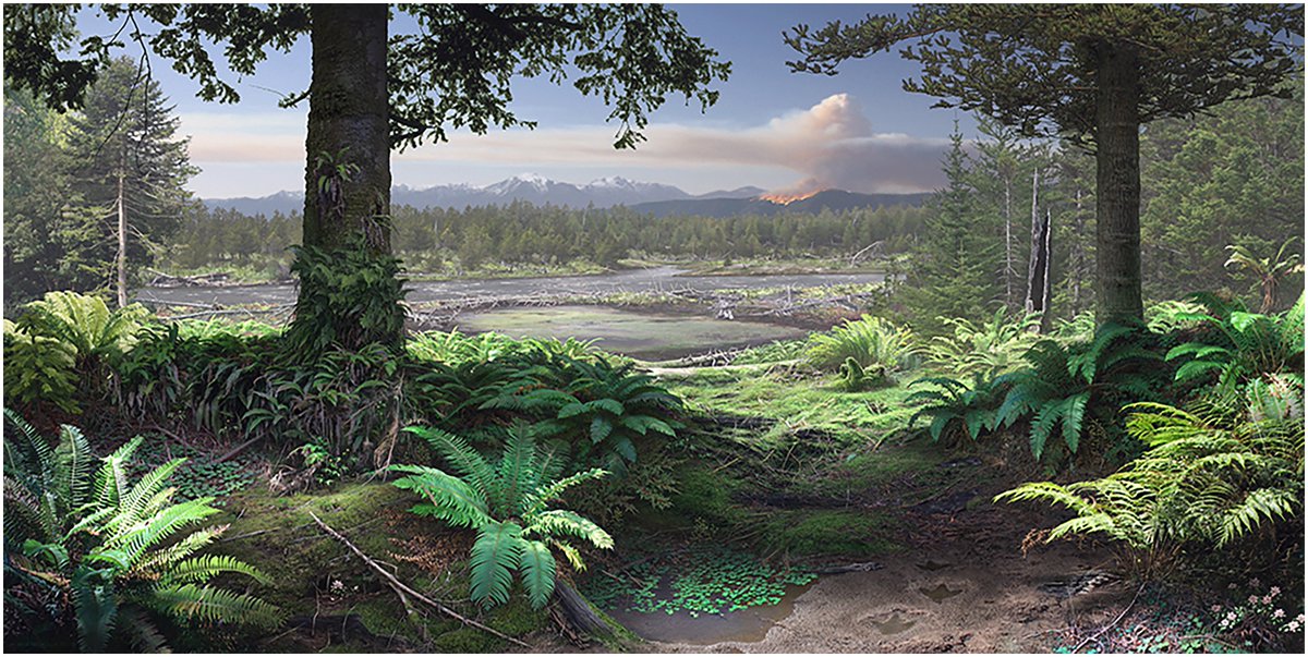Cool-temperate riparian floras in the Early Cretaceous rift valley of Victoria, Australia 
tandfonline.com/doi/full/10.10…
Artwork by Robert Nicholls