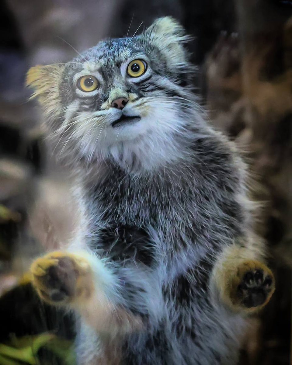 Daily Manul (@dailymanul) on Twitter photo  Daily Manul (@dailymanul) on Twitter photo