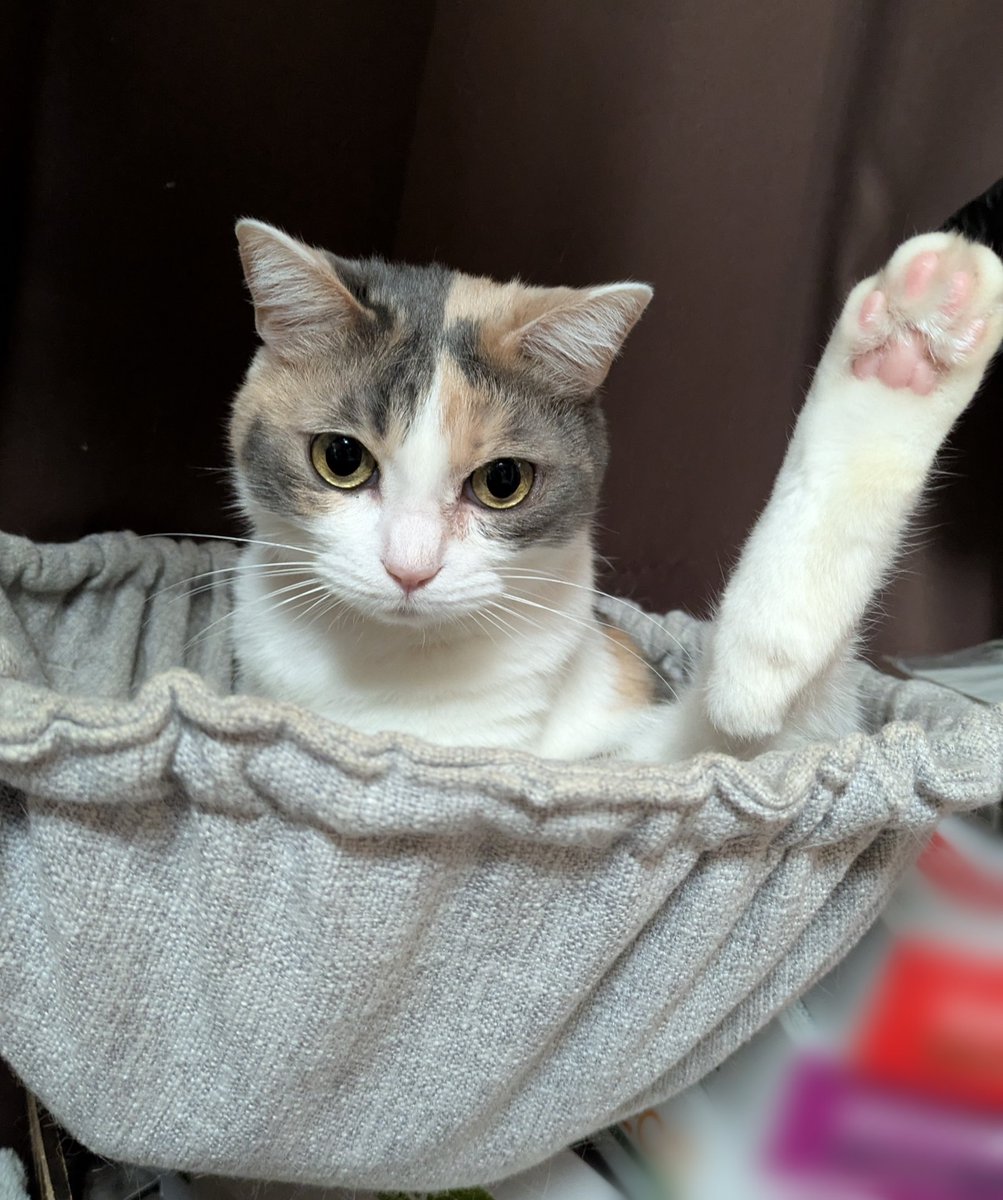 雑種の三毛 KKS2672J シルク綿ボイル染め｜無地染｜シルク・シルク混｜小紋