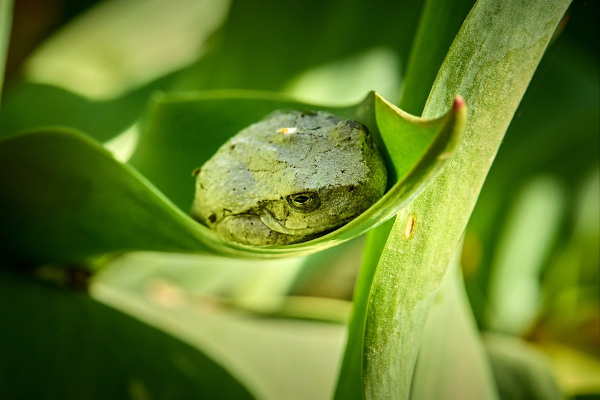 A little frog hiding in my tulips!