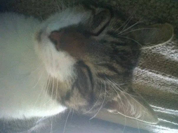 Mr_Carps1892's tweet image. @HitPawofficial My Yoda😉
#HitPaw #HiPawCatTax #VikPea