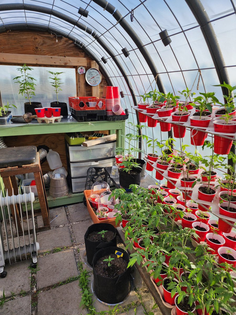 Hoop house coming alive. Hopefully not too long and I'll be able to get most of it into the ground.
#Growyourown