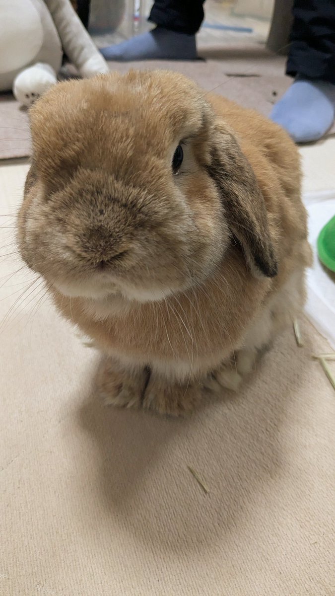 今日の1枚#1286
みなさん、おはようございます🐰
#うさぎ
#うさぎがいる暮らし
#うさぎ好きさんと繋がりたい