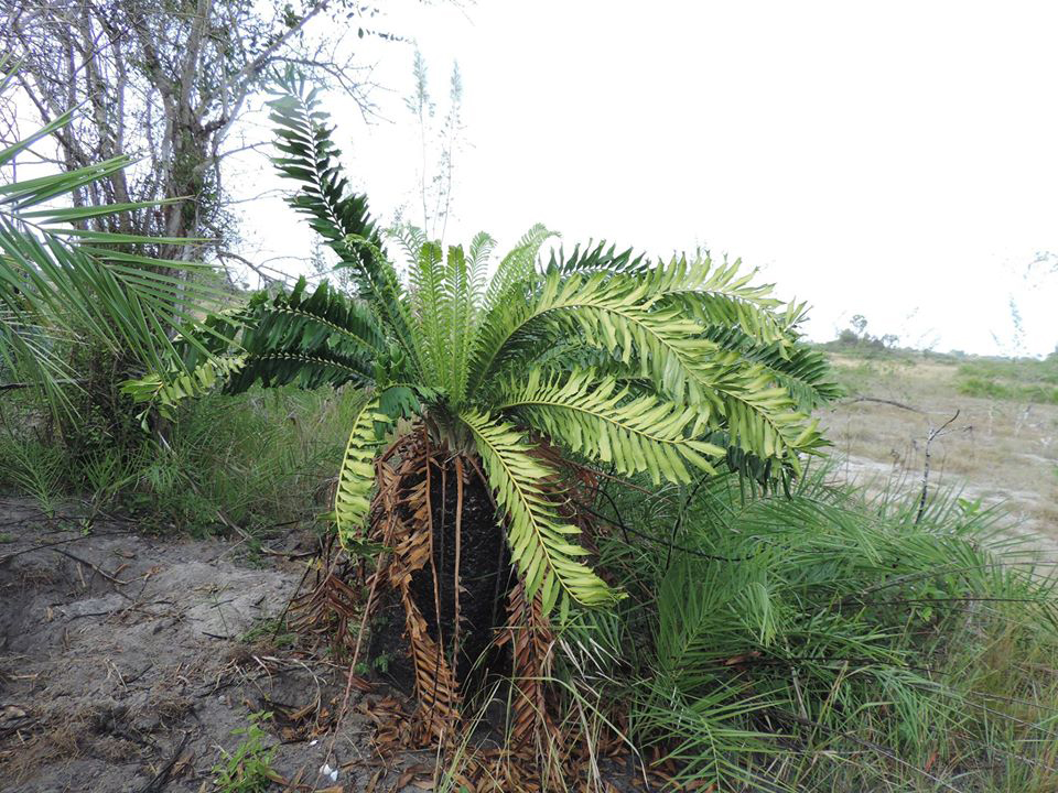 To me the #1 thing that sells #paleoart as "lived in" is plants, foliage etc that look MESSY. When looking at living plants, keep in mind many are curated specimens at botanic gardens that are trimmed/pruned to look "neat". A real forest floor is much more messy, uneven &amp; chaotic