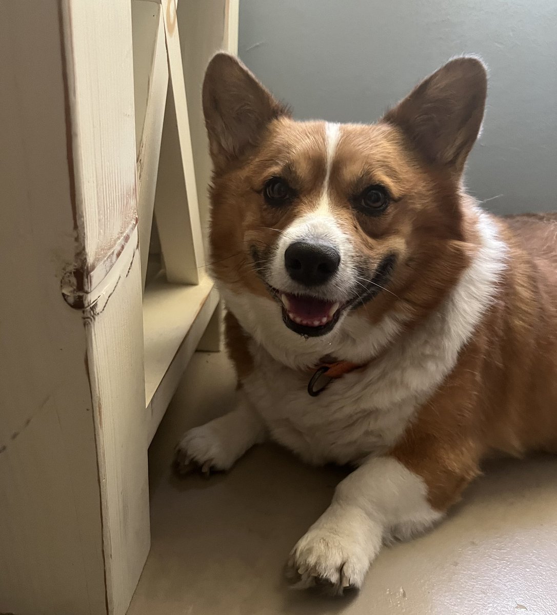 whitemanML's tweet image. Archie had his wellness check today. He is 51 lbs. 2 years ago he was 40. Caretakers were loving him to death. He was in a hospice home and neighbors were feeding him and walking him. We are getting the weight off of him, &amp;amp; we are going to adopt him. #corgination #Archiethecorgi
