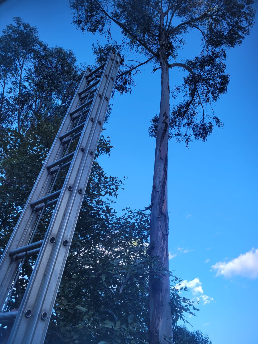 #Rescate 🐱
Hoy el pequeño "Juanito" no logró bajarse de lo más alto de un árbol al que subió para jugar; el personal de #BomberosCuenca acudió a su ayuda en el sector de María Auxiliadora en Ricaurte, para entregarlo sano y salvo a su dueño.

#TodaVidaesImportante