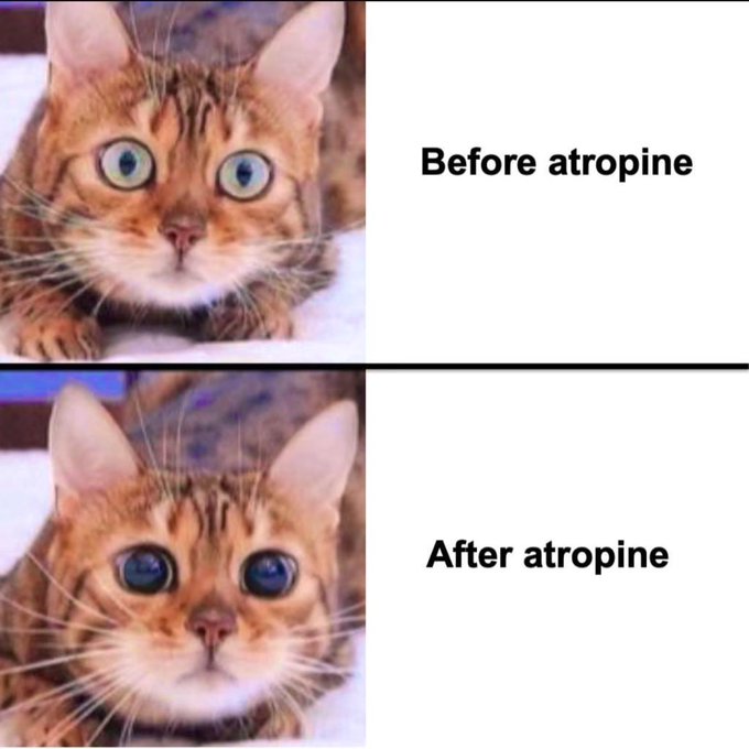 Atropine is a muscarinic receptor antagonist that works by competitively blocking acetylcholine at parasympathetic sites.
#usmle #atropine #physiology #medicine #usmlestep1 #pharmacology #cats #funny
#funmemes #catlover #eyes #medicinemasteracademy #harvardmedicalschool