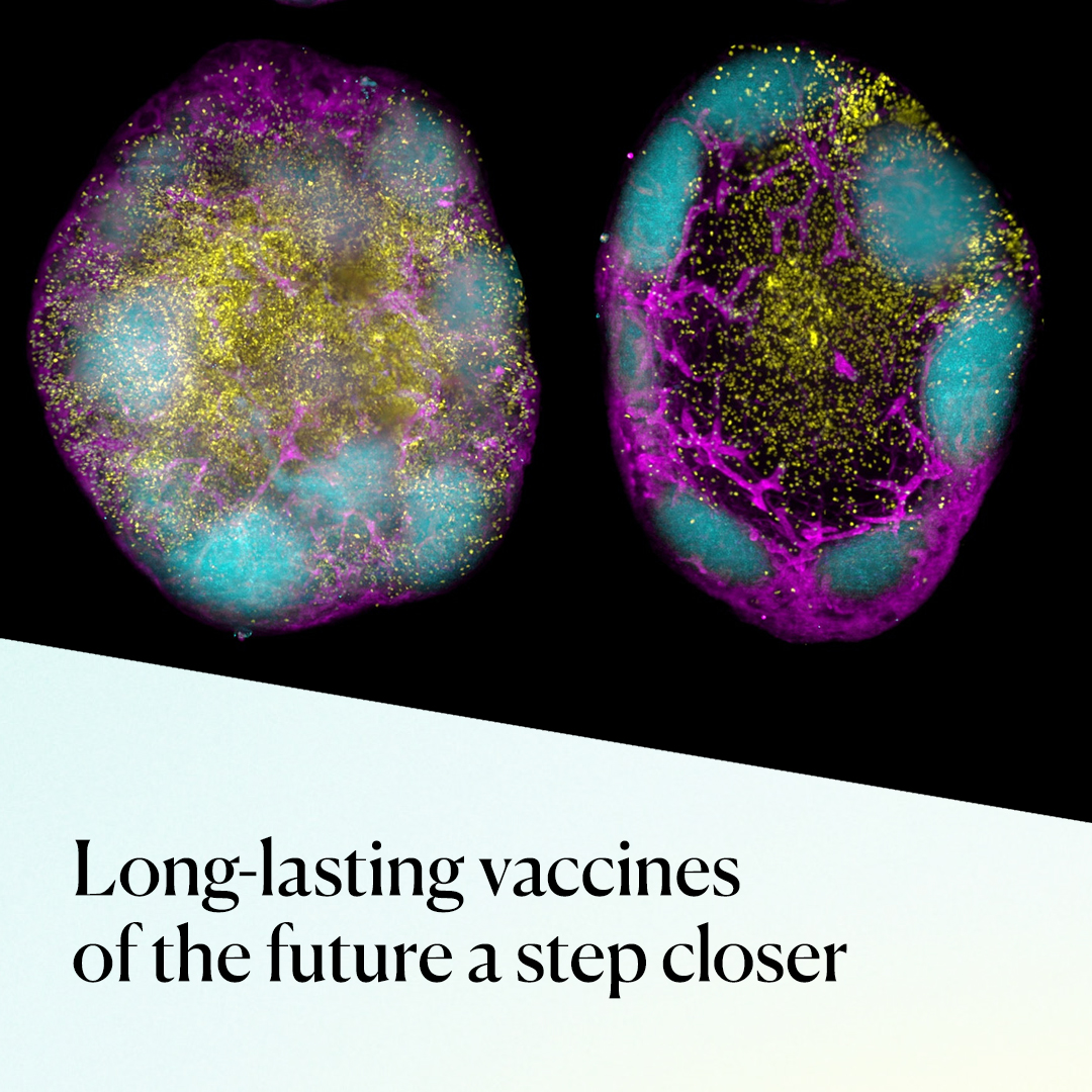 WEHI (Walter and Eliza Hall Institute) (@wehi_research) on Twitter photo Future vaccines a step closer. Research from @Groomlab, @Benjbroom and team use novel approach and mRNA tech to boost stem cell-like memory CD8+ T cells after vaccination.
Published in <a href="/JExpMed/">Journal of Experimental Medicine</a>
wehi.edu.au/news/vaccines-⦠Future vaccines a step closer. Research from @Groomlab, @Benjbroom and team use novel approach and mRNA tech to boost stem cell-like memory CD8+ T cells after vaccination.
Published in <a href="/JExpMed/">Journal of Experimental Medicine</a>
wehi.edu.au/news/vaccines-ā¦