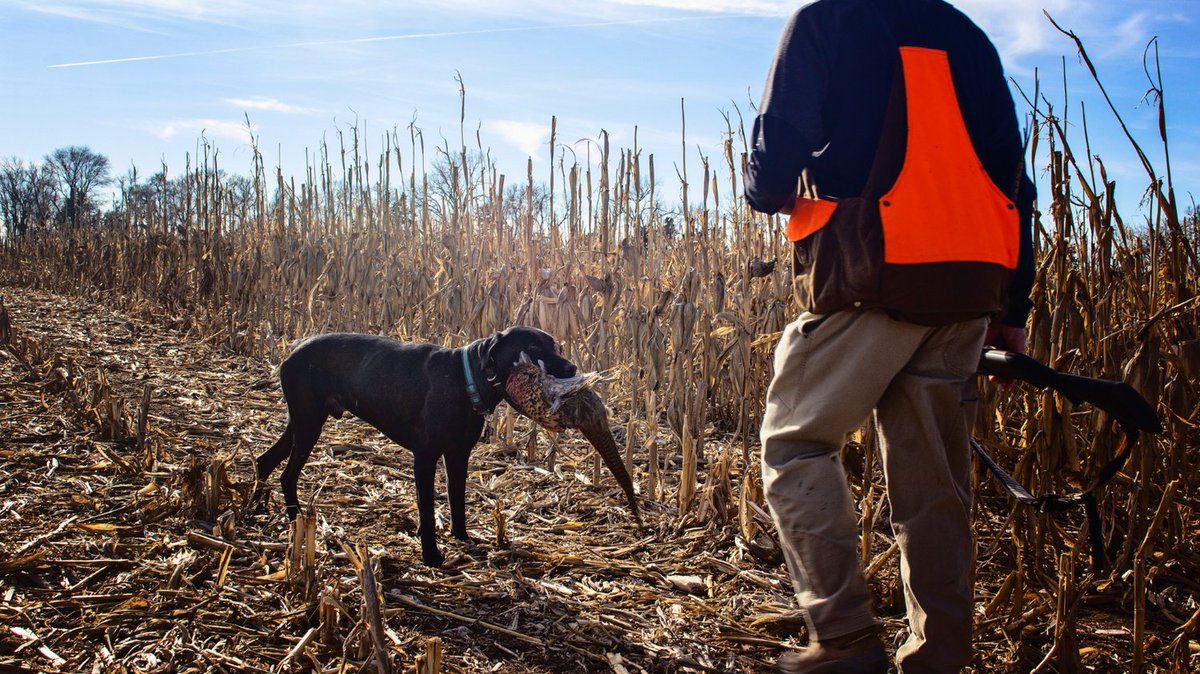Nothing is better than watching mans best friend at work.  A1 Al's welcomes guest to bring their own dog if they wish too. We have a lot of well trained bird dogs but nothing helps a new dog get better than being around a lot of birds. 

#birddogs #workingdogs