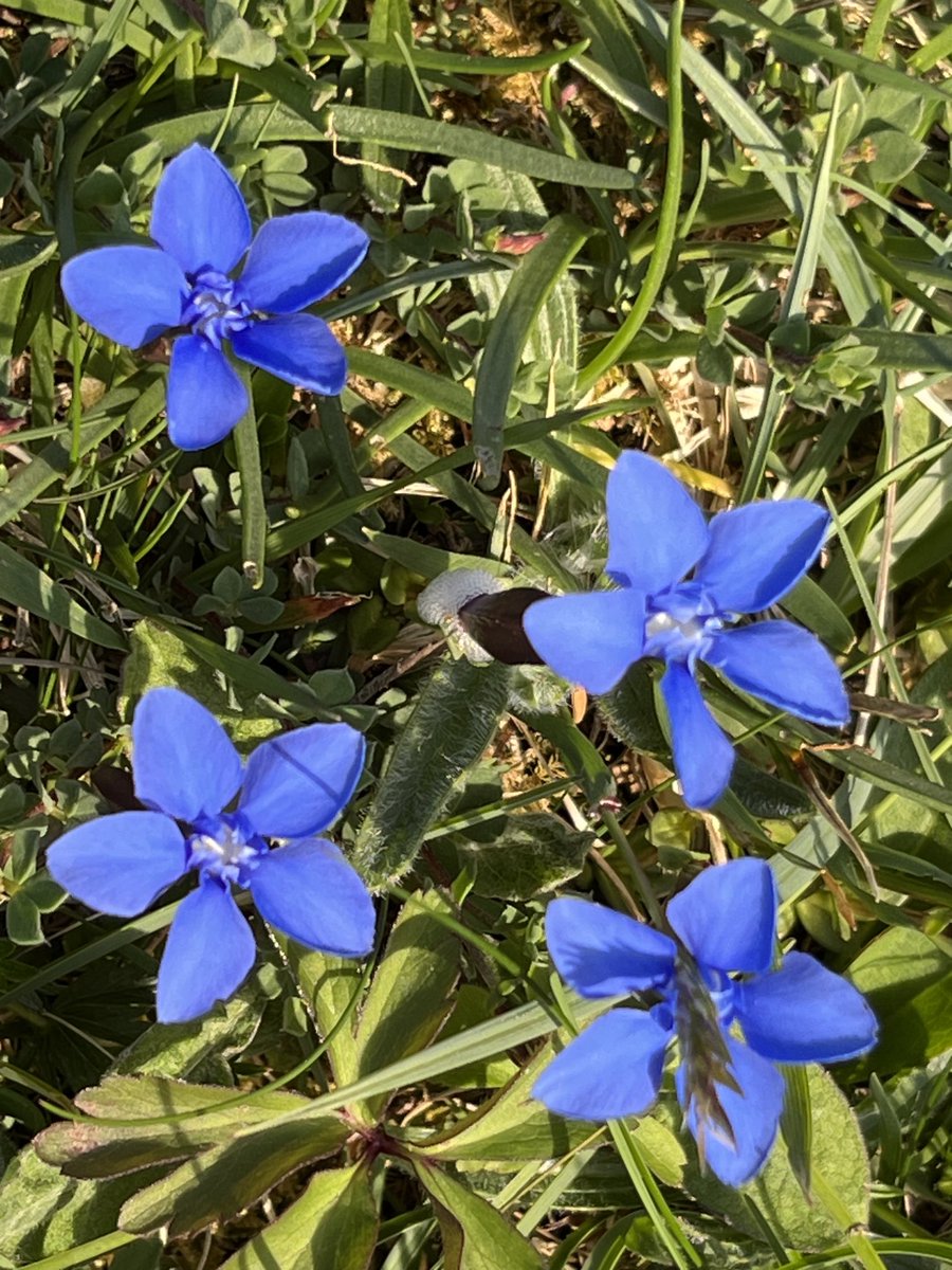 I got up on Moneen Hill today (the Burren region in north County Clare) and ran into some spring gentians.