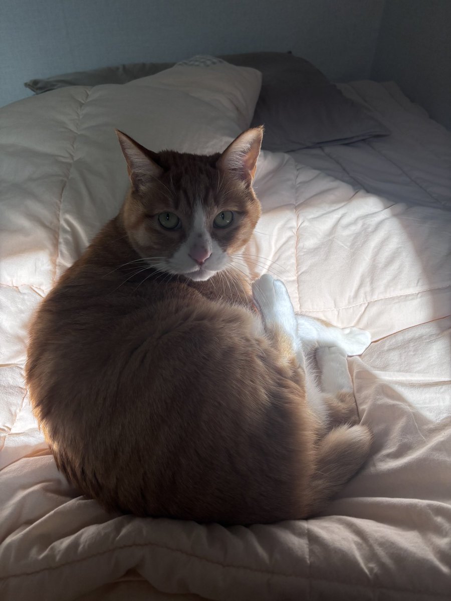 울고양이 하도 울길래 왜이러냐고 들어가서 
자라고 화냈는데 알고보니 햇빛 생겼다고 같이
누워있자고 부른거였음..
자취방시절 햇빛 귀했어서 항상 내리쬐면
급하게 고양이 불렀었는데..그뒤로는
계속 햇빛이다!하면 날 불러줌..
이사가서도 이러네..