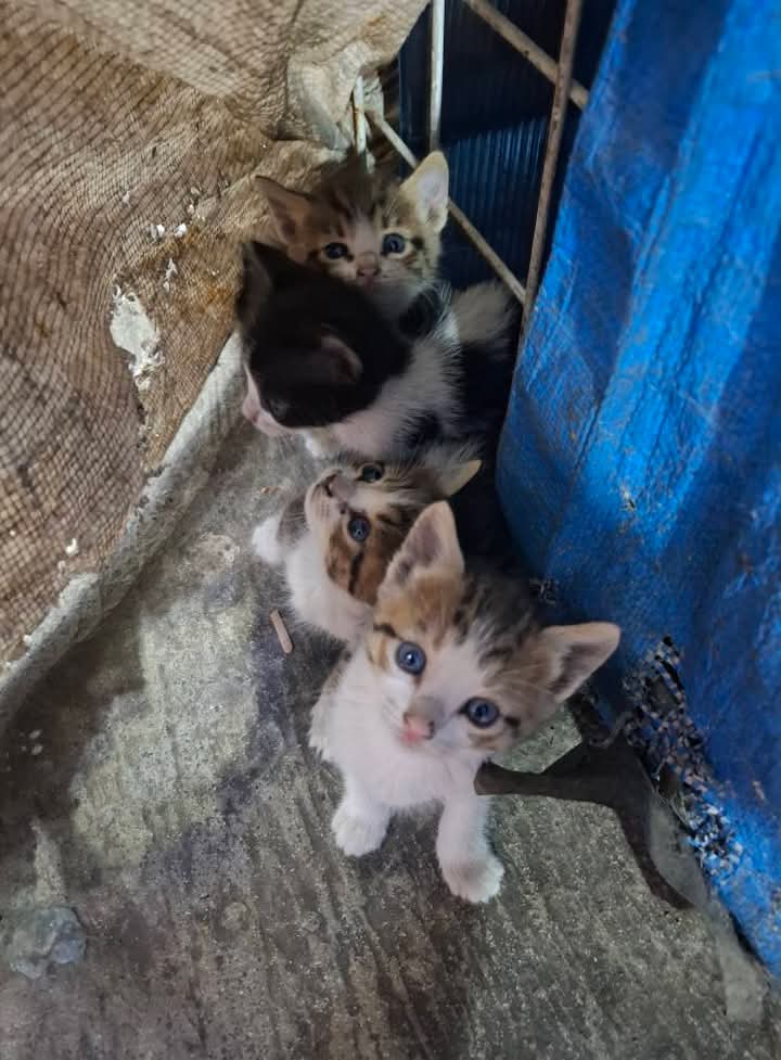 Holiiii alguien de cdmx de preferencia Iztapalapa o alrededores que quieran adoptar un michi? Se los dejaron abandonados a mi mejor amiga en su local 🥺 pero no podemos cuidarlos, así que si saben de alguien, todo bajo el protocolo de adopción y así &lt;3