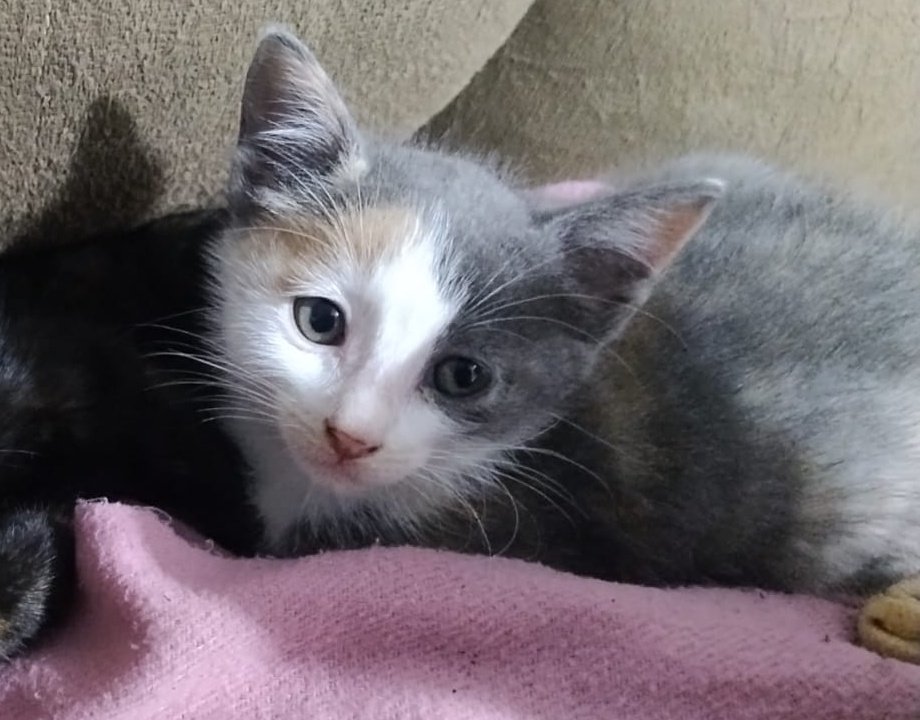 isa^᪲᪲᪲ 🪭 VAI VER O BTS ! tweet media