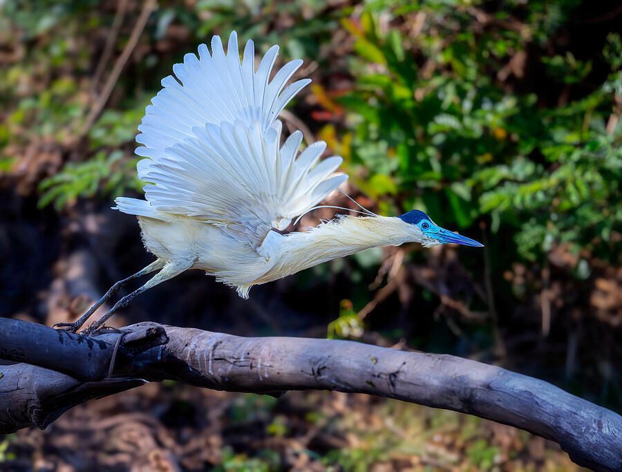 joancarroll's tweet photo. Capped Heron Takes Flight Pantanal Brazil! https://t.co/fEpyPvV3IC #heron #cappedheron #pantanal #brazil #bird #birds #birdphotography #wildlife #wildlifephotography #nature #bluebeak #southamerica #foliage #giftideas #wallart #artforsale @joancarroll https://t.co/bN79hoWYtf
