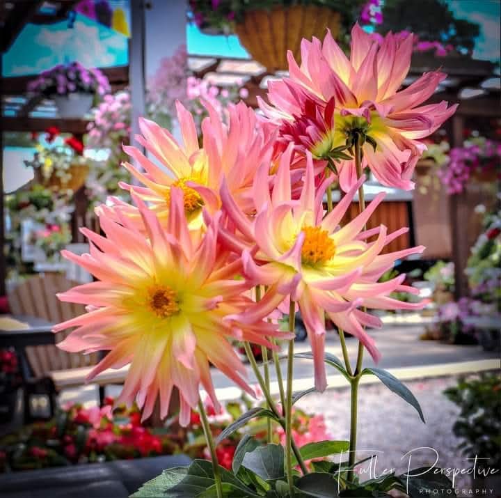 kyblueblood's tweet image. Mom had six children in 7 years before birth control.  7  children altogether. 
1958 to 1963. The catholic doctors wouldn't tie her tubes until after she had the 3rd child with severe disabilities rare genetic disorder.
A vasectomy was never mentioned...
#RoeVsWade…