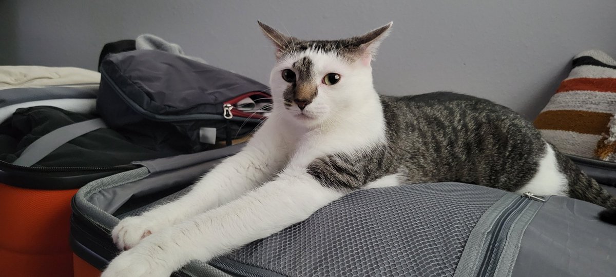 Hey <a href="/RoyalCaribbean/">Royal Caribbean</a> — Whiskey climbed into my suitcase because he heard I’m sailing the Quantum to Alaska for my birthday and thought he was invited. Any chance you allow stowaway cats with excellent taste and zero chill?