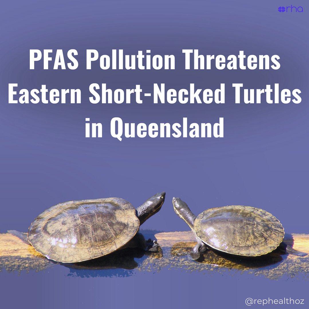 🌏 Per- and poly-fluoroalkyl substances #PFAS are persistent #environmentaltoxins that disrupt normal #biology in #wildlife. 

🧪 A new study by Aussie researchers reveals that Eastern short-necked turtles are living in PFAS-contaminated wetlands in #Queensland.