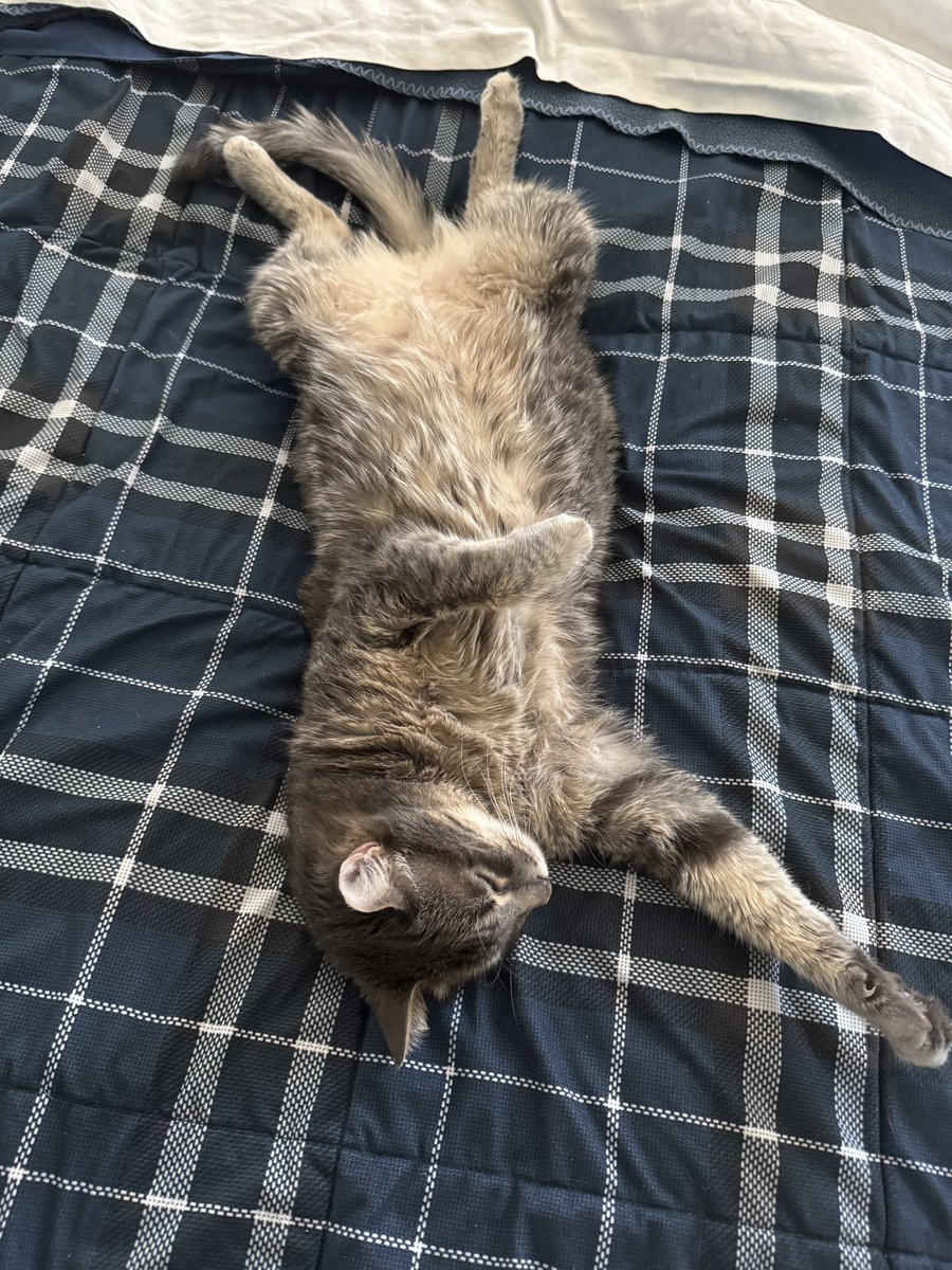 Link is a very relaxed kitty