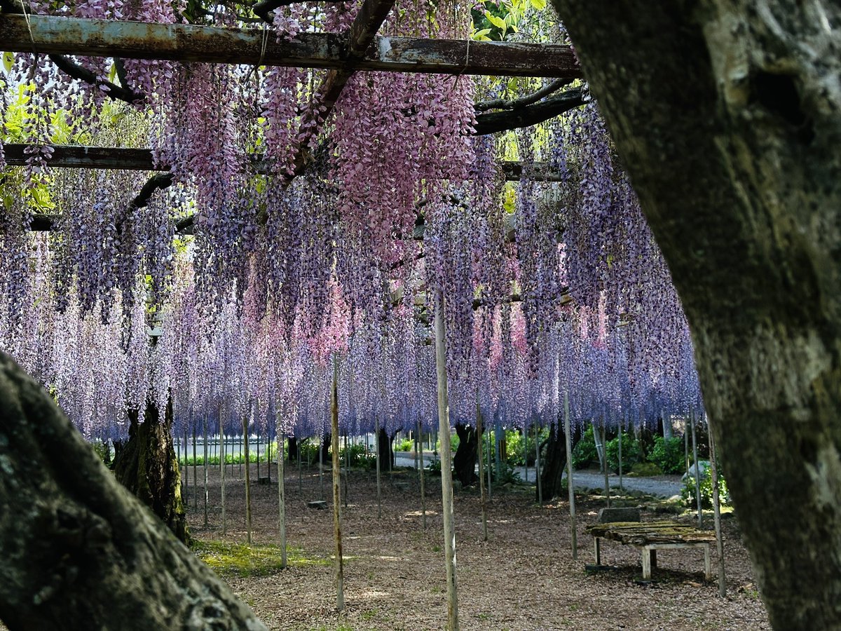 天龍峡の近くの「開善寺」の藤が満開です。境内の山門、庭なども素敵です。