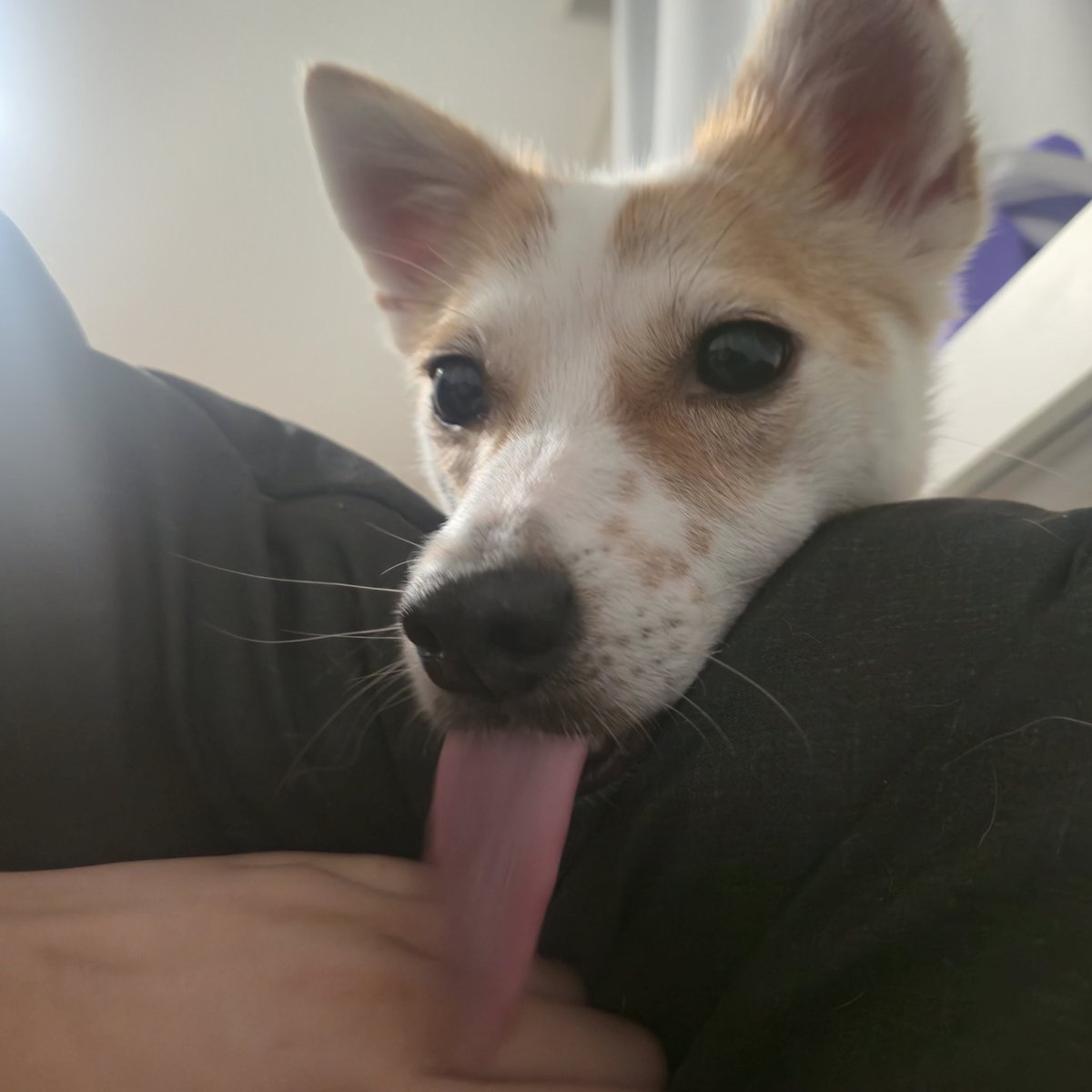 dogwithalps's tweet photo. 모닝콜 치고 너무 축축해요ㅜ https://t.co/Ci2ZzZZpGq
