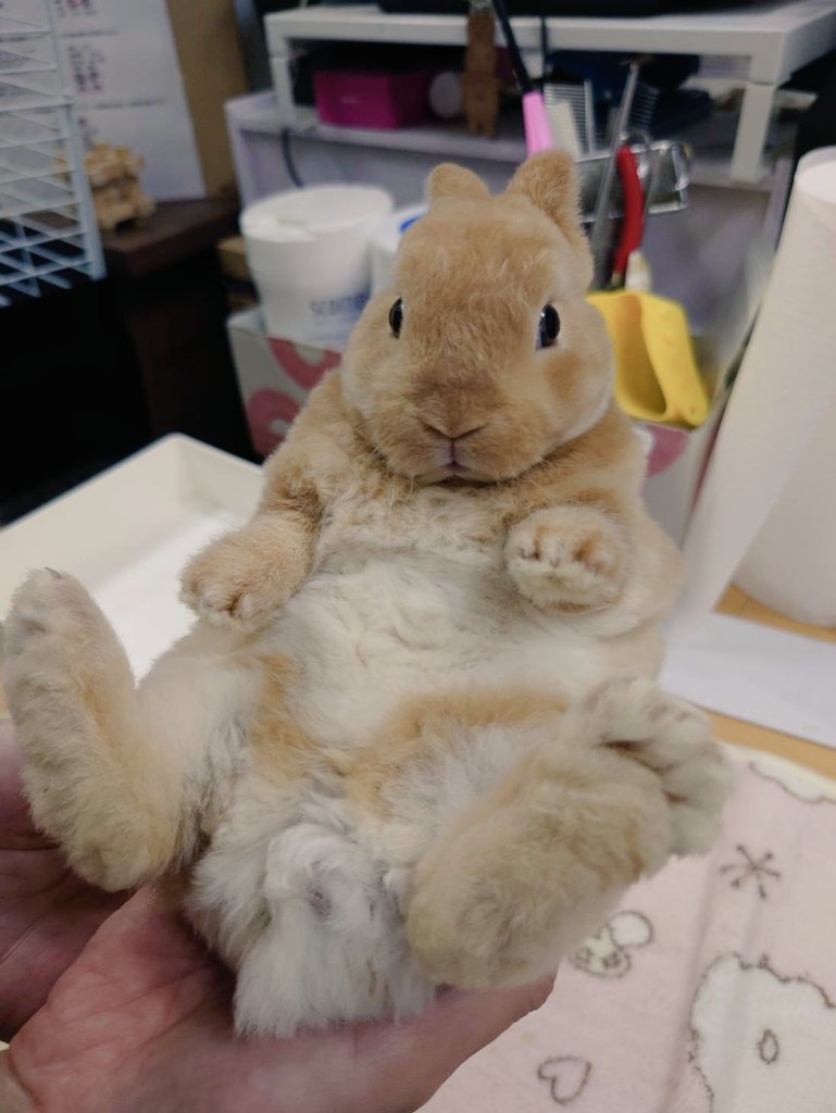 #お迎えした頃の自慢の一枚見せて
天使すぎてロック画面未だにこれです🐰