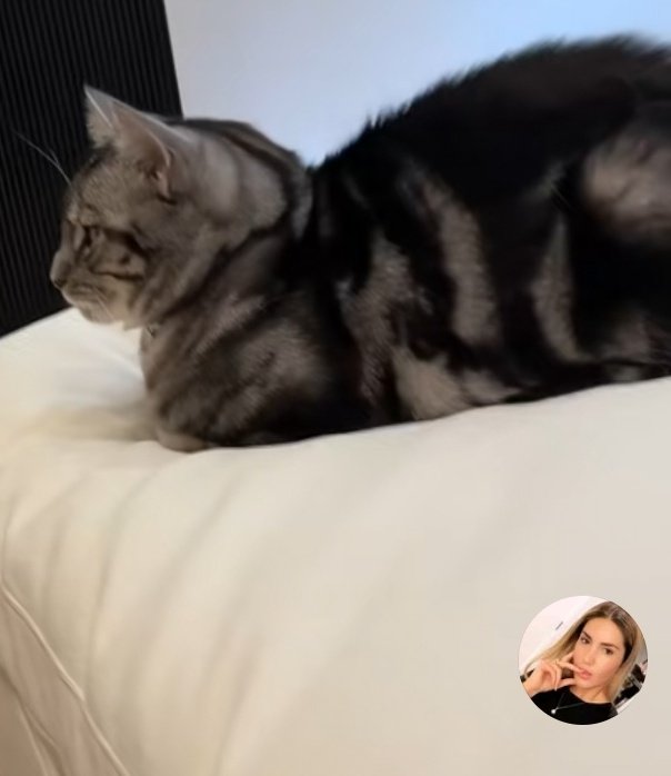 thea8p's tweet image. #People isn't this yall ... you should be ashamed of yourself for not following up on the safety of the cat 

Tinx got her
Specifically for your article +
After getting pet deals

3 years later
Ceviche is heavily medicated on Christina Najjar's "zanzibar" &amp;amp; deeply unwell...
#Tinx