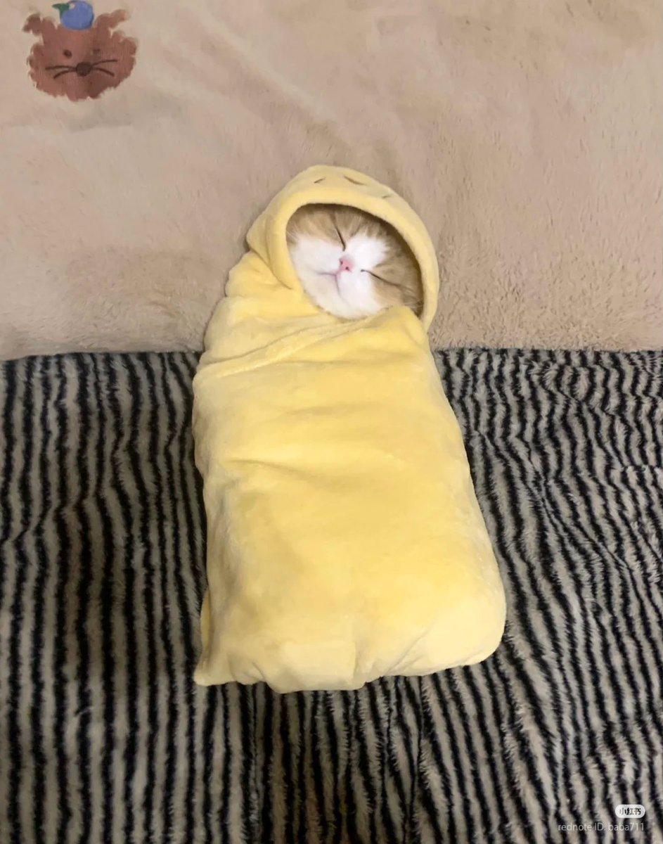 nocontextscats's tweet image. 🌯🌯🌯