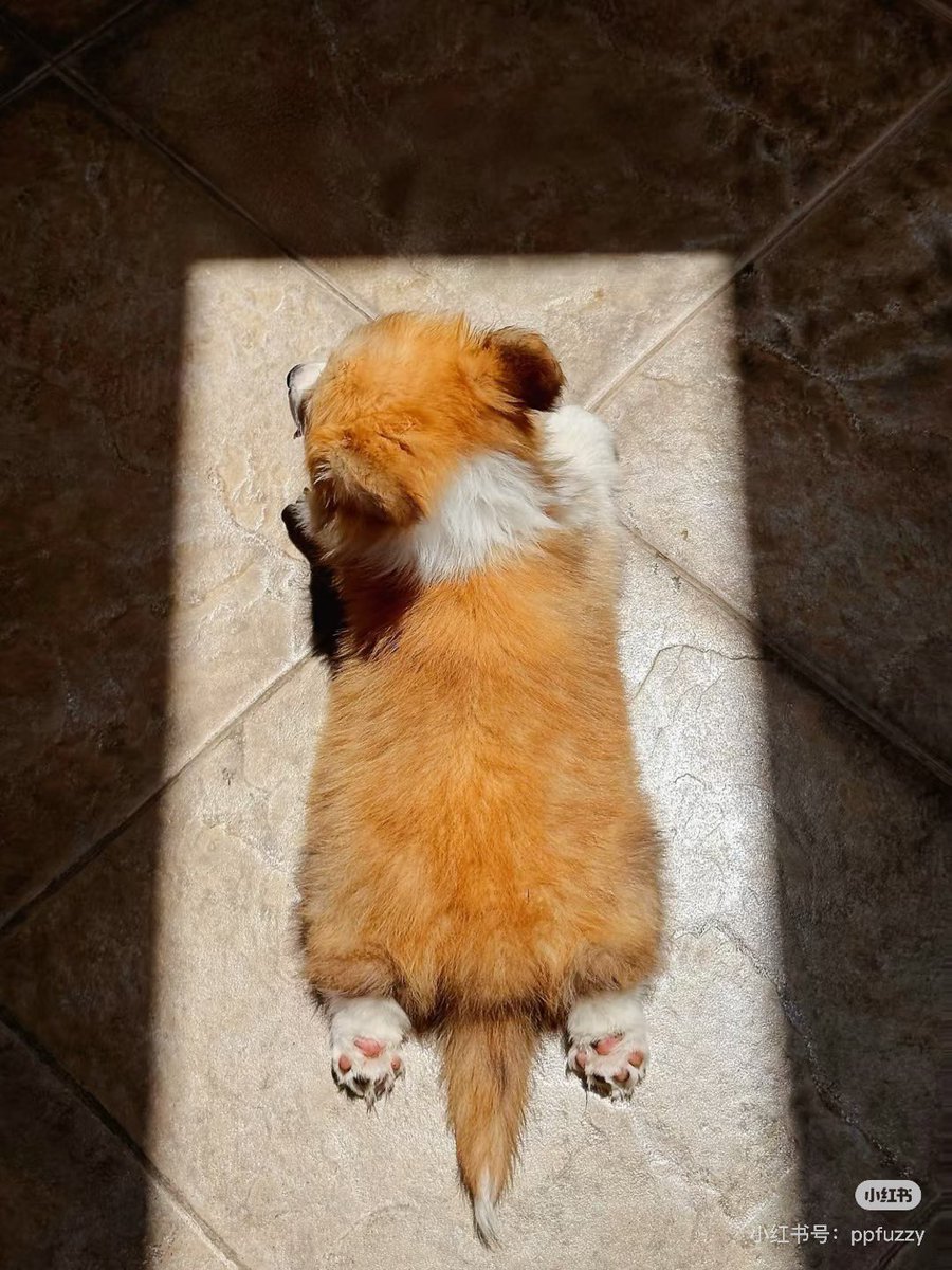 meowwoofpet's tweet photo. Did you know dogs can smell fear? Their powerful noses detect chemical changes in human sweat when we're stressed—they really do know when you're anxious! 🐶👃 #DogScience https://t.co/7FMBS8VP4n