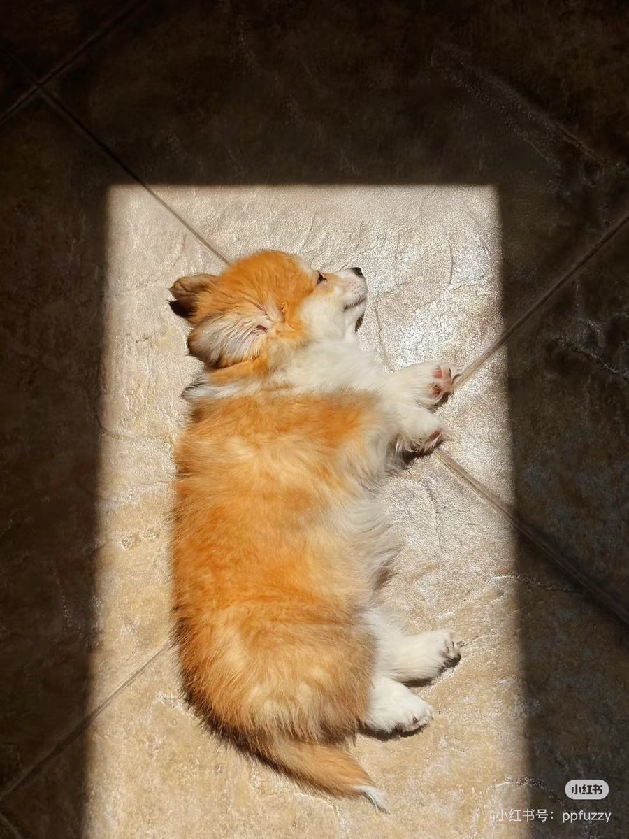 meowwoofpet's tweet photo. Did you know dogs can smell fear? Their powerful noses detect chemical changes in human sweat when we're stressed—they really do know when you're anxious! 🐶👃 #DogScience https://t.co/7FMBS8VP4n
