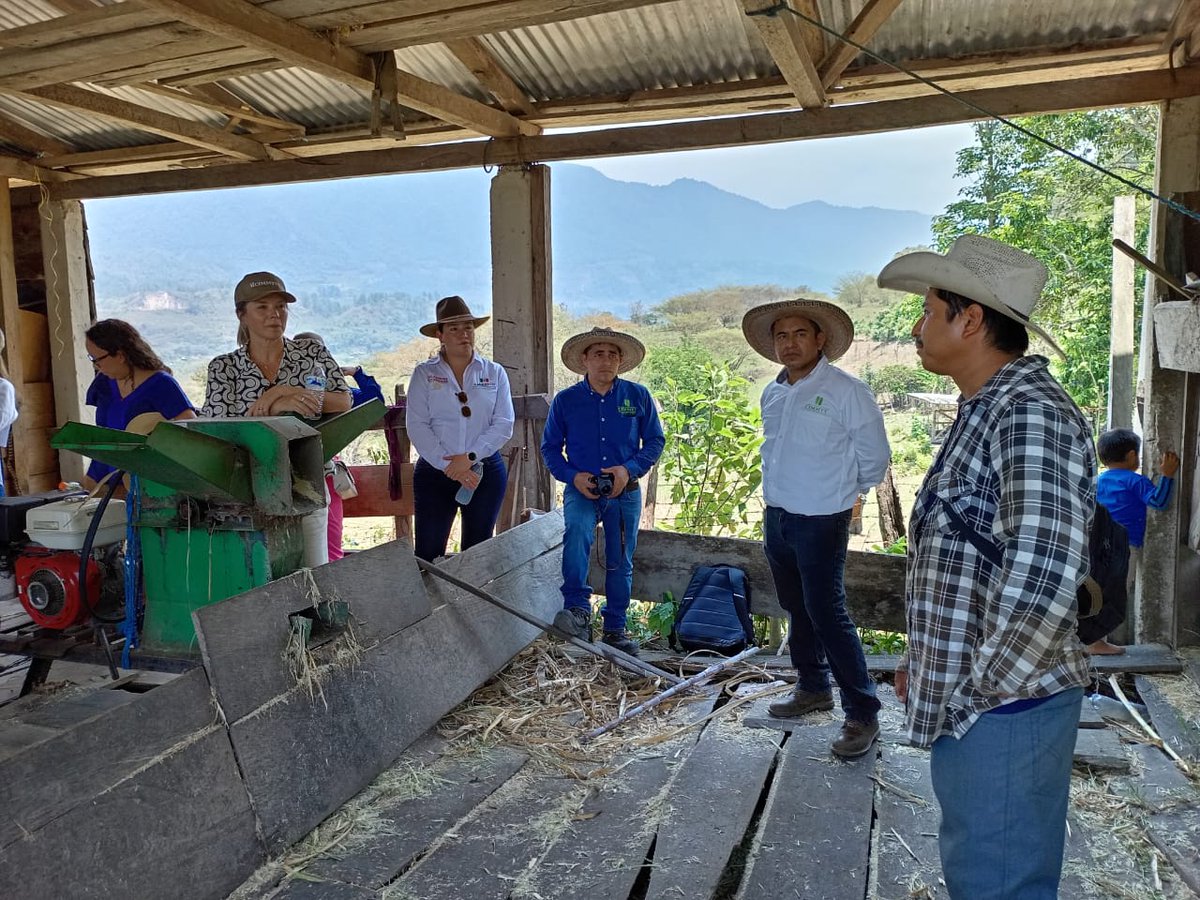 🌽 En una alianza estratégica entre 🇳🇴 Noruega, <a href="/SRE_mx/">Relaciones Exteriores</a> / <a href="/AMEXCID/">AMEXCID</a> y <a href="/CIMMYT/">CIMMYT</a>, se realiza una visita al #HubChiapas para conocer avances con productores en #Larráinzar y #Chenalhó.
Colaboración que transforma desde lo local.
#NuestroCafé #Yara #CooperaciónTriangular