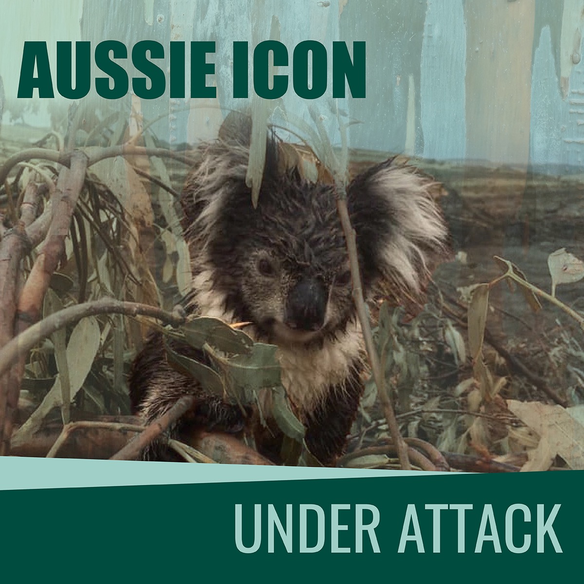 filmprojects's tweet photo. I just submitted "The Koalas" to innsbruck nature film festival (inff) via https://t.co/oOOy0oVCQw! - Quietly getting the word out about Koalas threatened with extinction at the hands of poor government management strategies. https://t.co/g0TKKGpn42