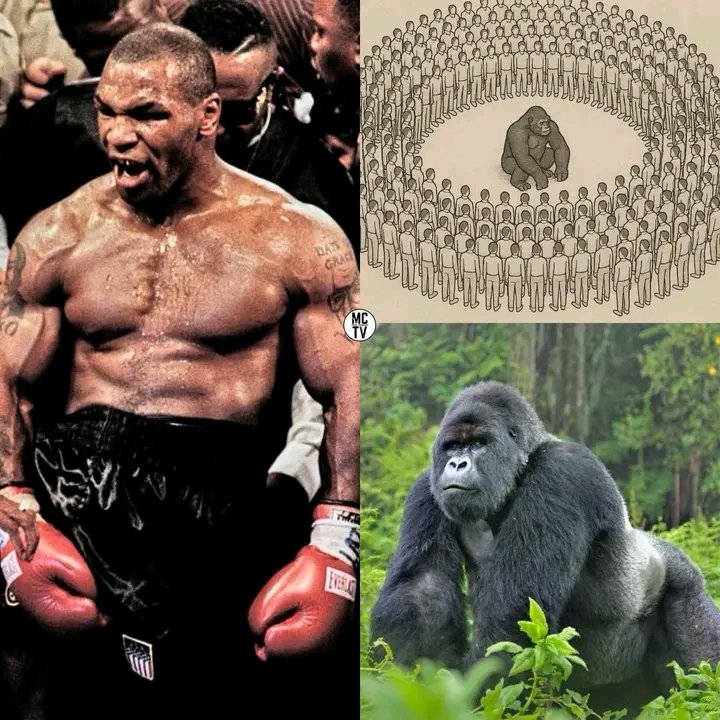 Snickersiege's tweet image. Mike Tyson says 100 of him in his prime could take one Gorilla 🦍