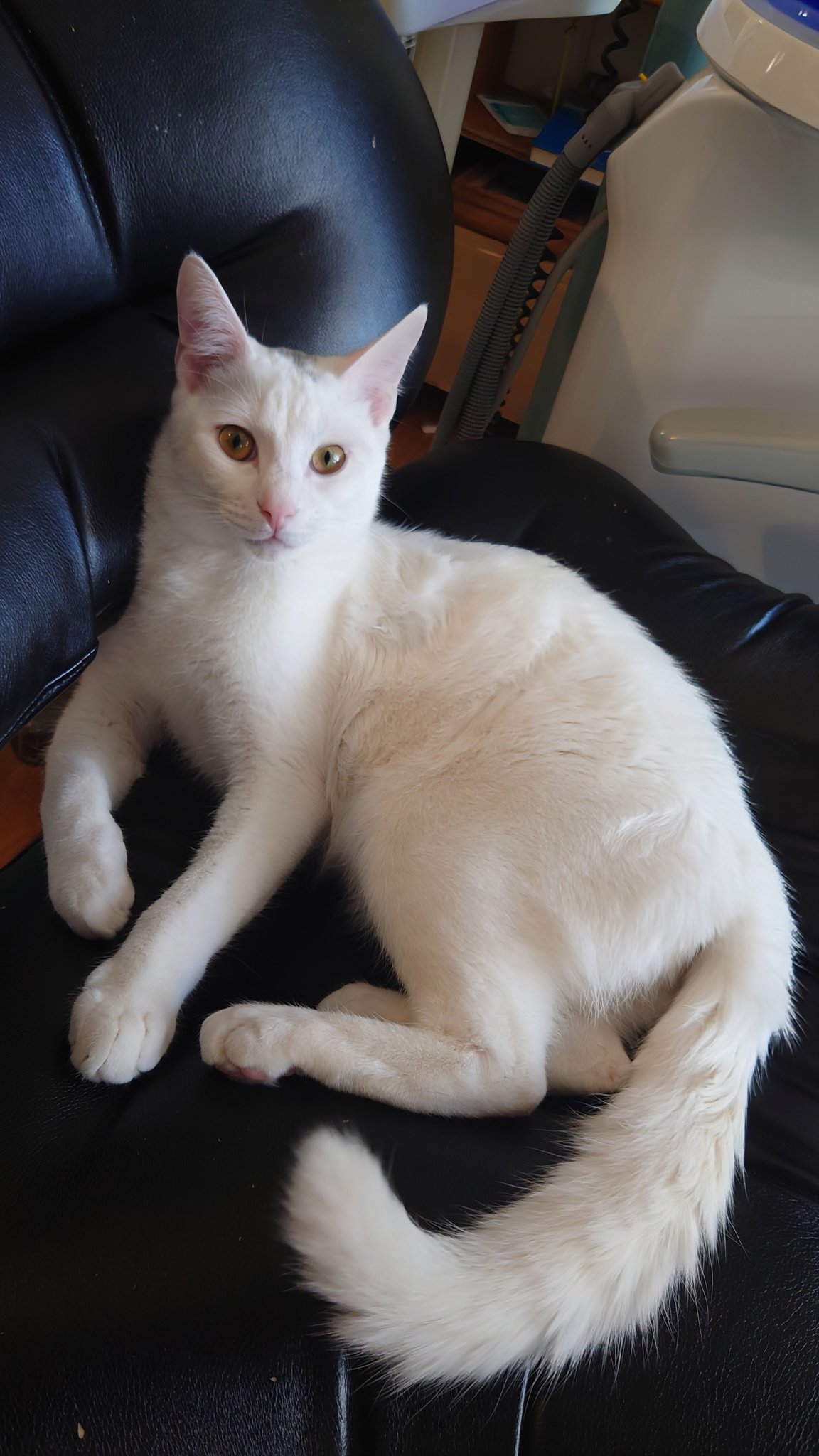 朔🐈断然猫派🪽✨ on X: 