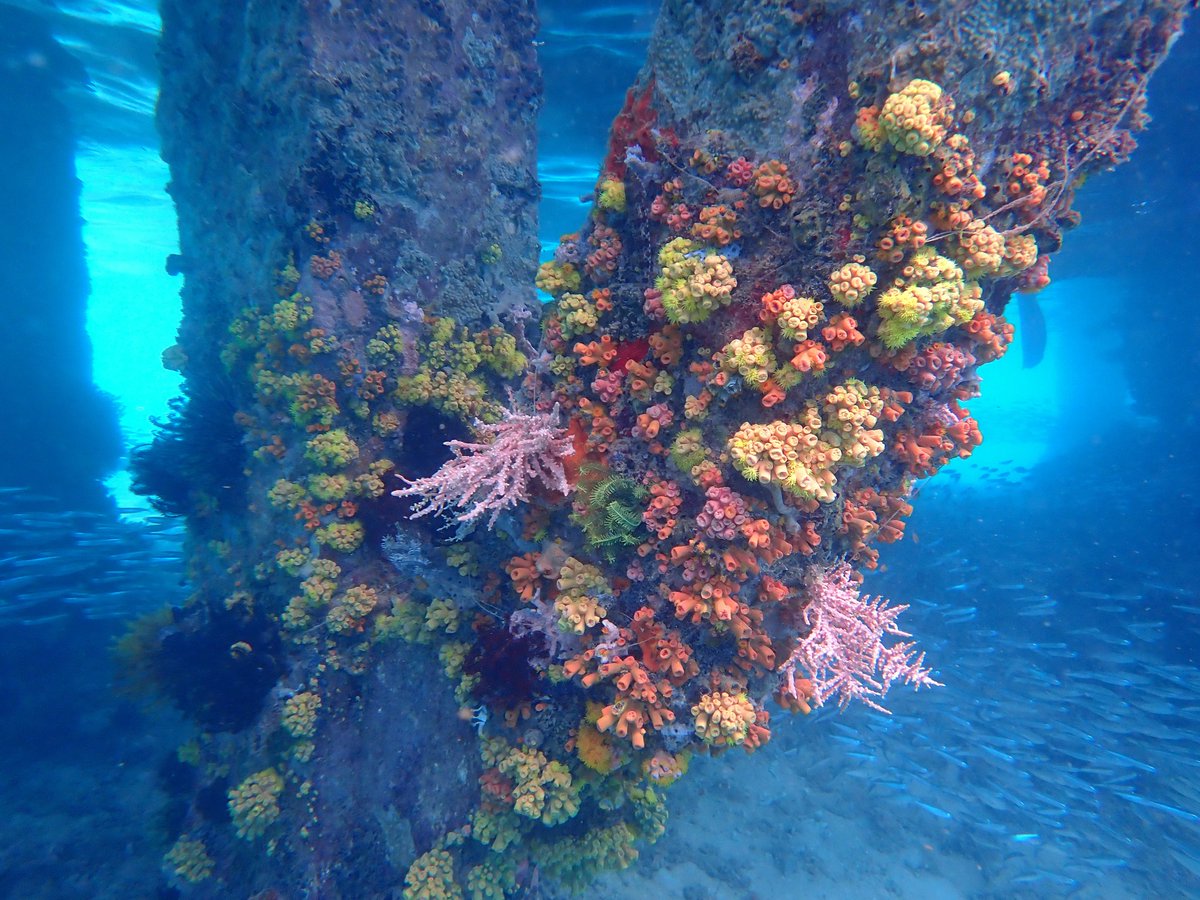 still thinking about this sun polyp reef on an abandoned jetty