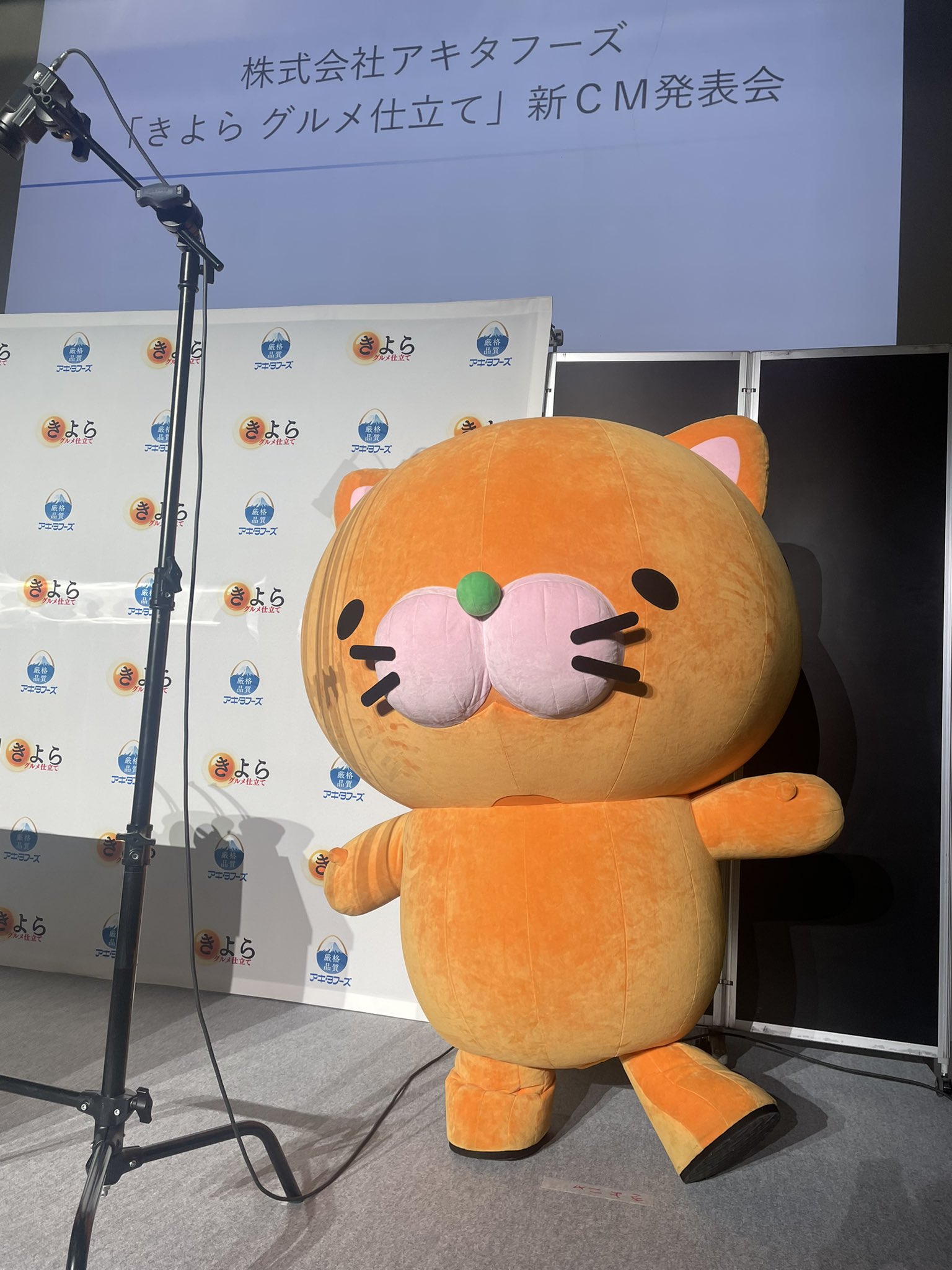 ★新品・未開封★夜は猫といっしょ 長座布団 夜は猫といっしょ 2026 Calendar : キュルZ | HMV&BOOKS online