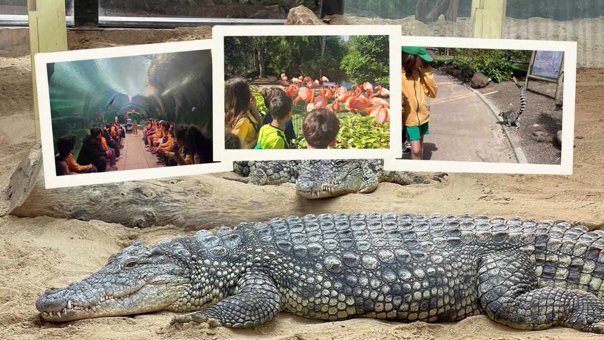 Nuestras clases de 6º tuvieron un día impresionante en #Faunia! 🦝🦚
Hubo espectáculos de leones marinos, aves rapaces… y mogollón de animales que jamás habían visto!! Profes y alumnos quedamos maravillados🦜🦩🐍