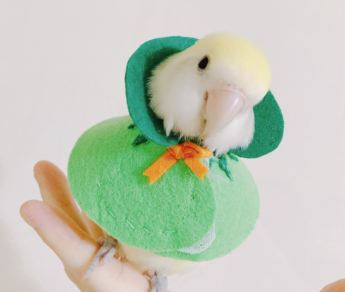 mynanarei's tweet photo. 꼬마 마법사 레이 🍀 https://t.co/Ts1e6T8eLL