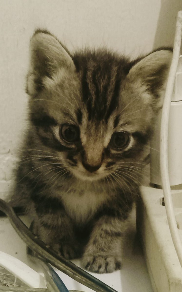 Yg pen ngulus pelizinan buat usaha atau buat PT,yayasan dll
Gak pake ribet, gak pake lama...
 bisa DM guweeh yuaaa...
Buat seluluh Indonesia..🤤