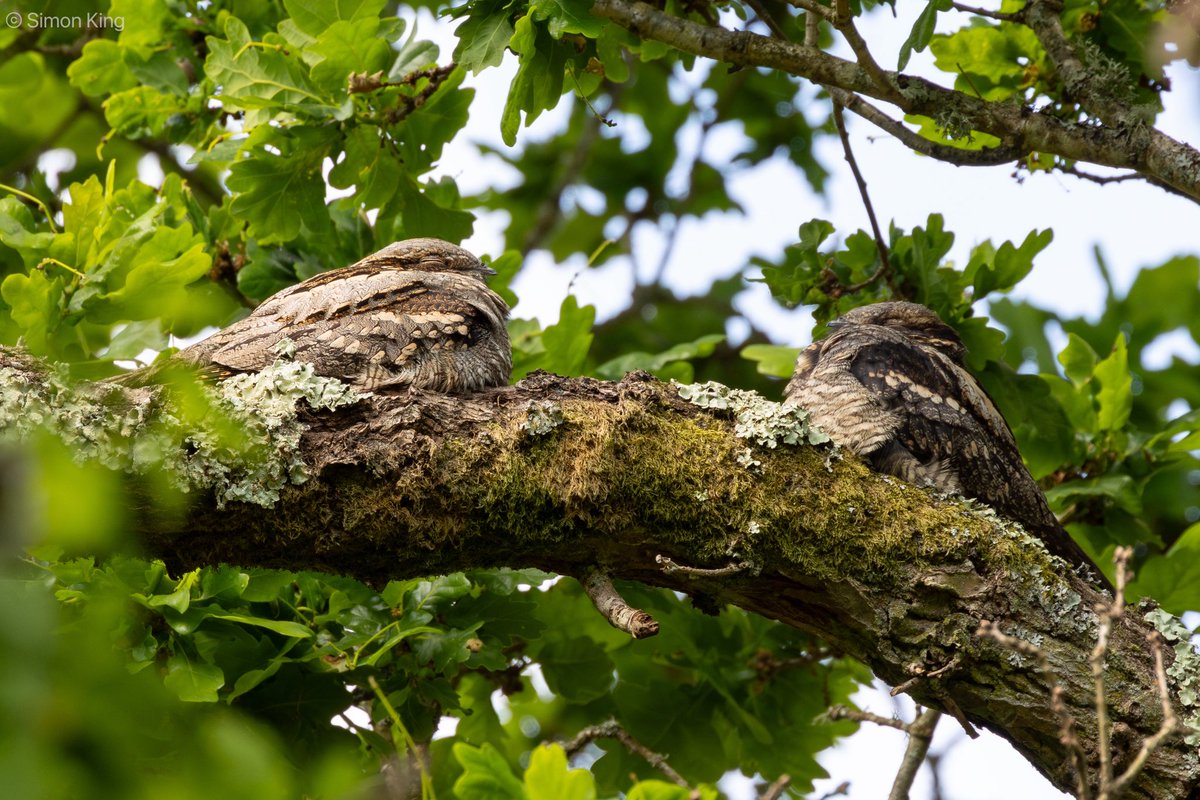 Simon King (@uktwitcher) on Twitter photo They are back….
Nice to see day roosting Nightjars in the New Forest yesterday morning (Wed 7 May).
Especially nice to see this pair roosting close together.
<a href="/HOSbirding/">Hampshire Ornithological Society</a> <a href="/HantsIWWildlife/">Hampshire & Isle of Wight Wildlife Trust</a> They are back….
Nice to see day roosting Nightjars in the New Forest yesterday morning (Wed 7 May).
Especially nice to see this pair roosting close together.
<a href="/HOSbirding/">Hampshire Ornithological Society</a> <a href="/HantsIWWildlife/">Hampshire & Isle of Wight Wildlife Trust</a>
