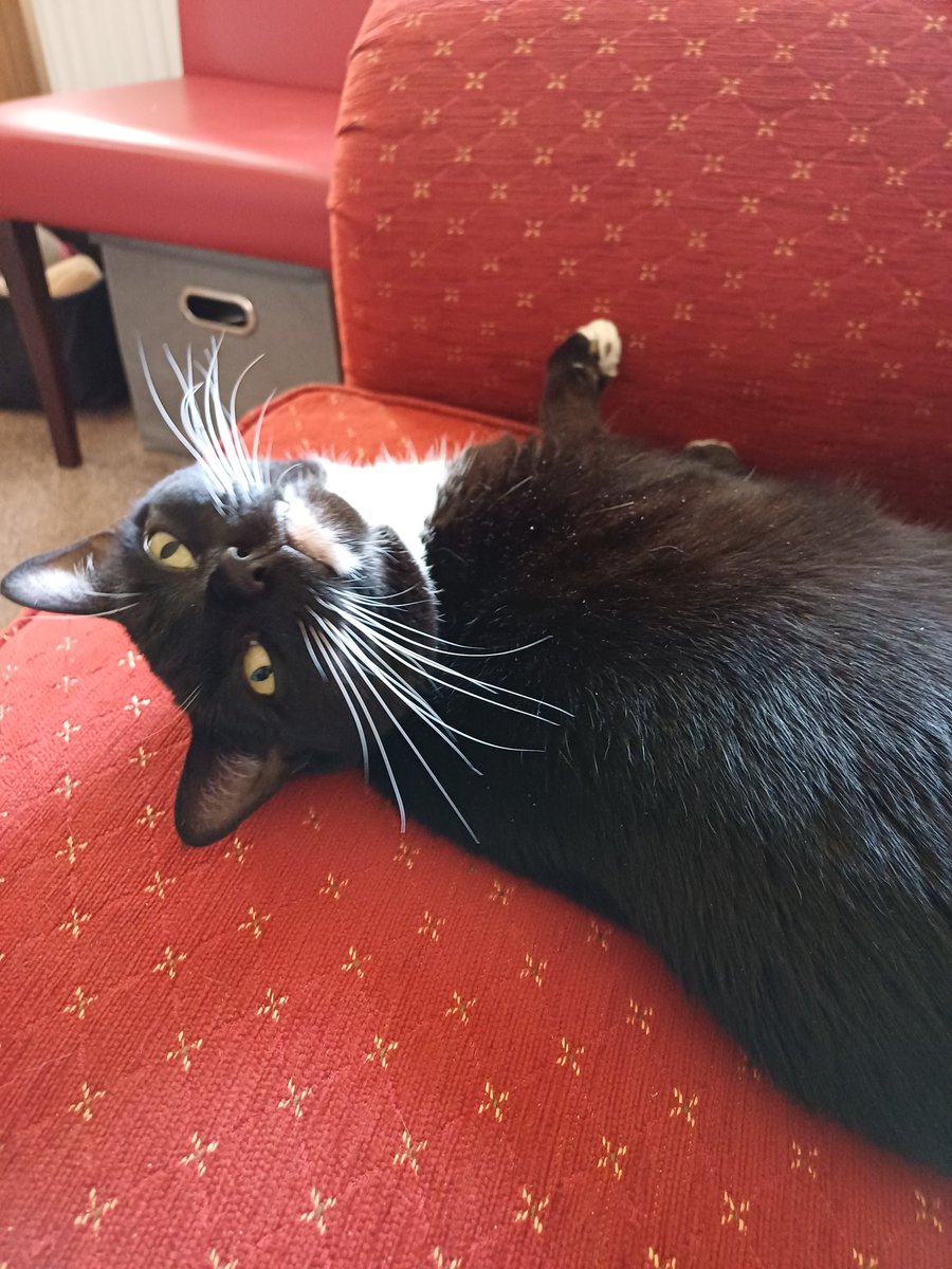 Good meowning Twitter Pals.  Just showing off my whiskers. Have a good day everypawdy. 😻😻