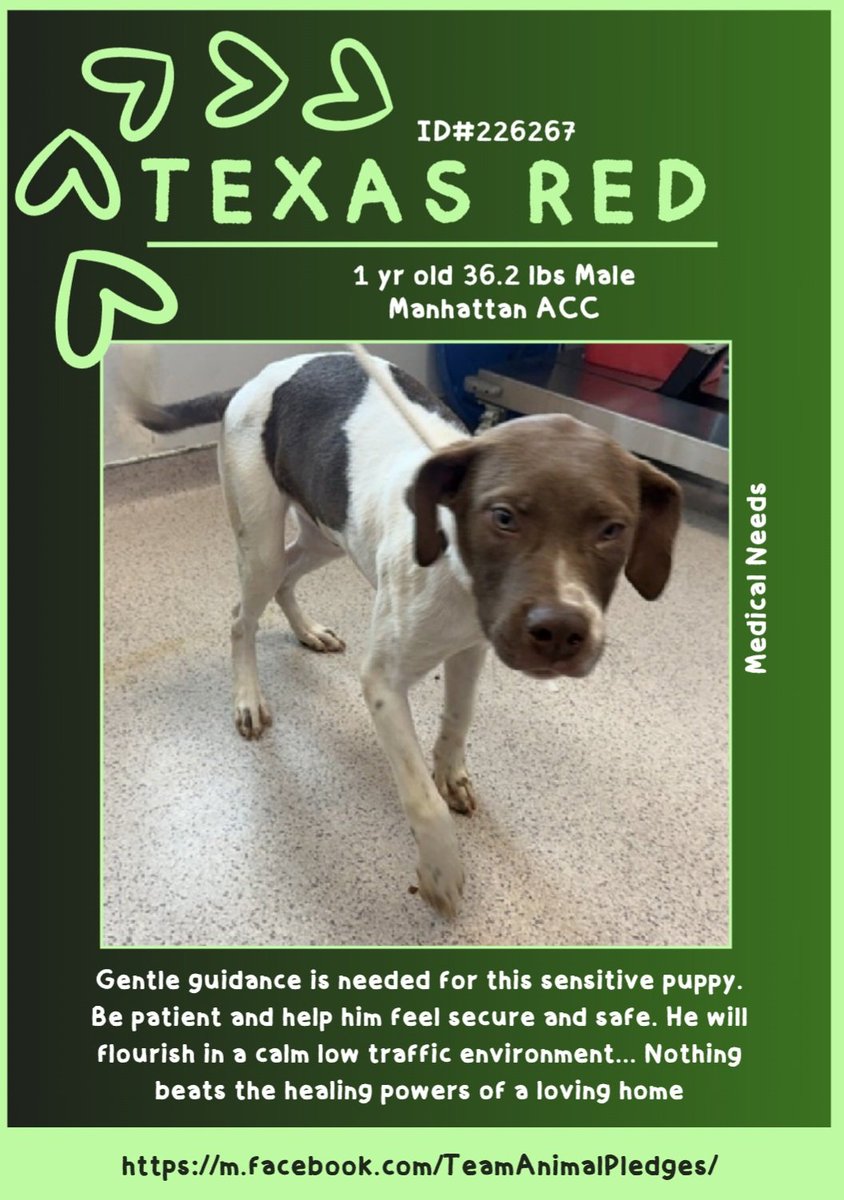 This little poor #boy is #TexasRed a #NewIntake at #NYCACC #Manhattan and he really needs a #lovinghome 💚

He's #deaf and has some #medical needs which should be #adressed 🩺
Please #help him to find a #foster or #adopter or #Pledge4Rescue 🙏🏻

nycacc.app/#/browse/226267