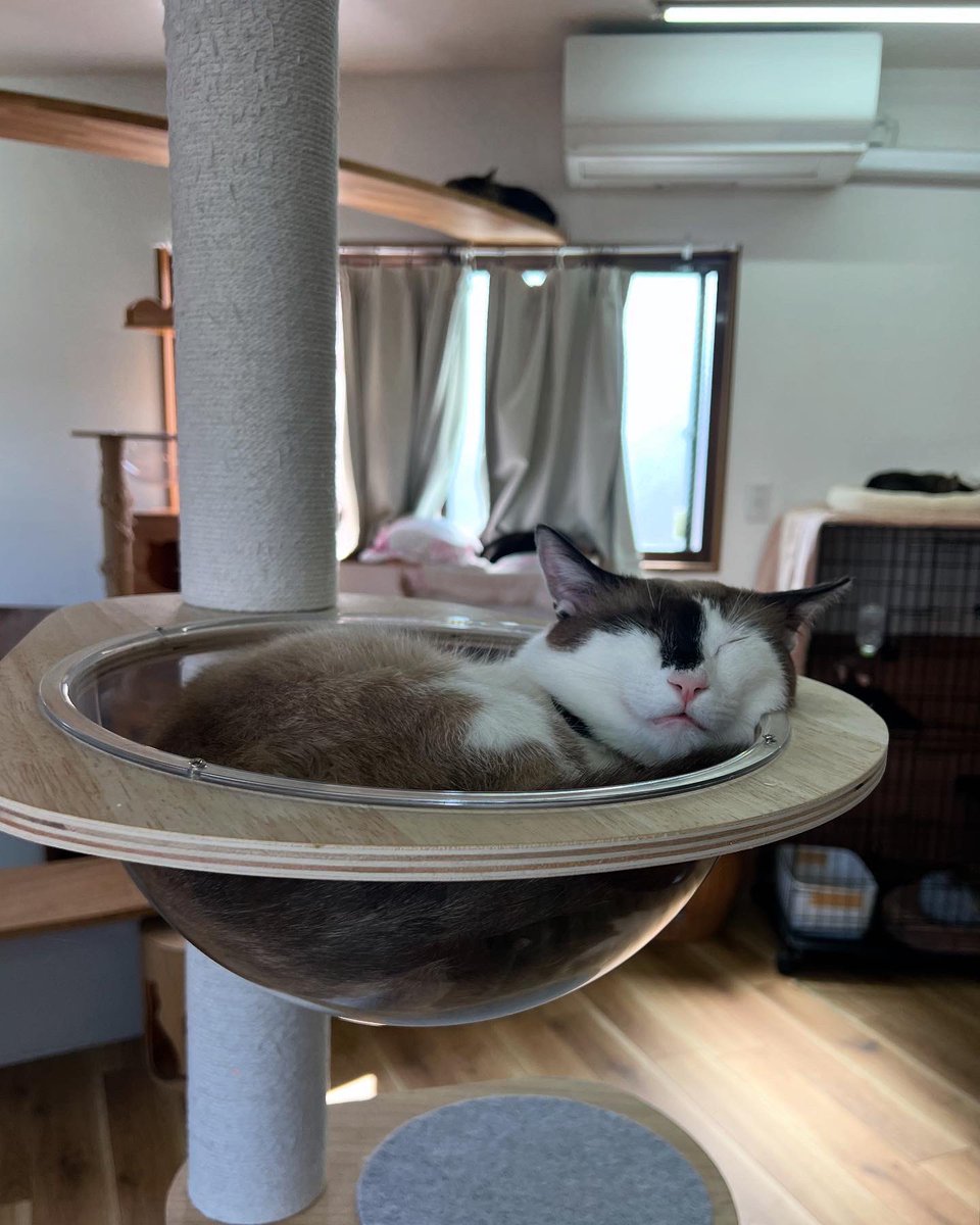 catclub_cherish's tweet photo. こんにちは♪

投稿が遅れましたが
変わらずオープンしております🐈💞

バックヤード大好きデイジーさん、
最近は店内でのんびりする時間が増えました🥰

本日お時間空きあります！
是非遊びにいらしてください🍀

#ねこ #ねこすたぐらむ #ねこ部 
#ねこのいる生活 #猫 
#保護猫カフェ #保護猫 #大阪 https://t.co/s2XEZ7p8Hn