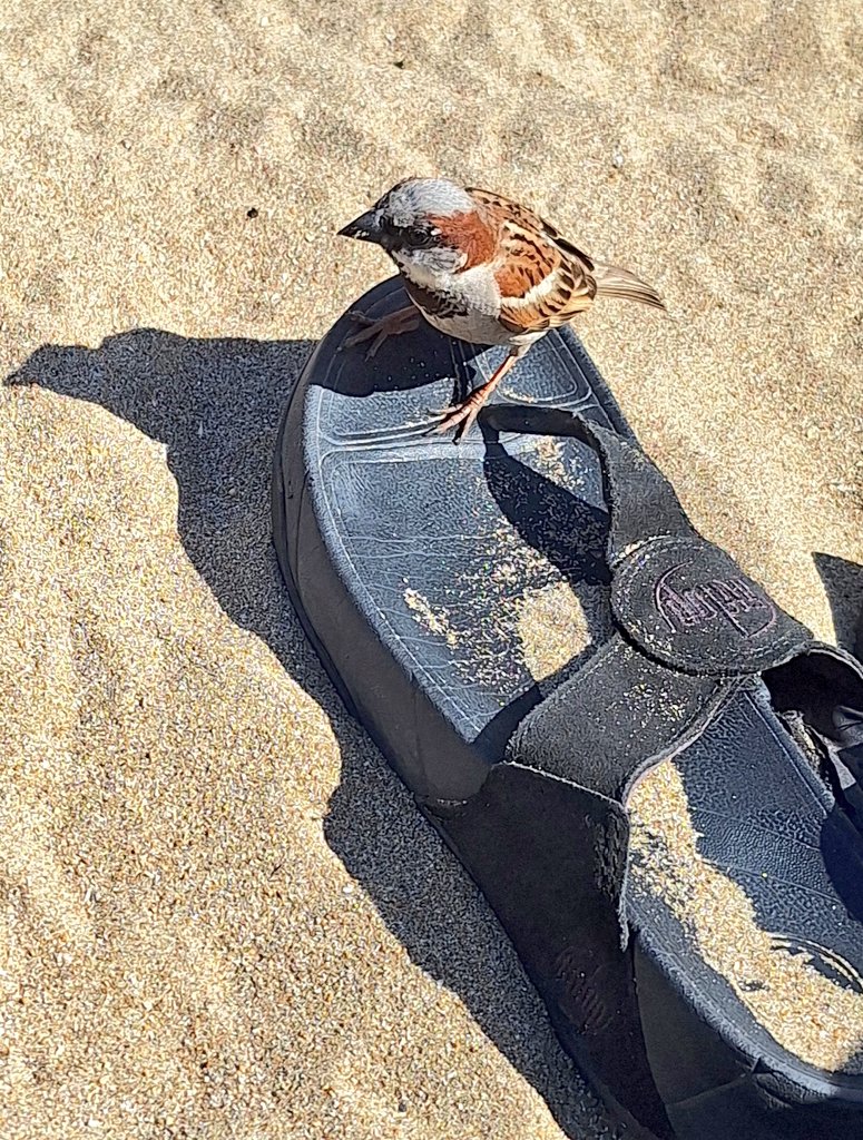 coombes_angie's tweet photo. Yesterday on #FiremansCove ⛱️🌊 these little birds 🐤 🐦 that look like sparrows come to visit looking for food.
I left them some biscuits 😋 here's one resting on my #fitflops 😊⛱️🌊 & one in flight with some in his mouth #Cyprus #Kapparis #nature https://t.co/zLrHdM5tXD