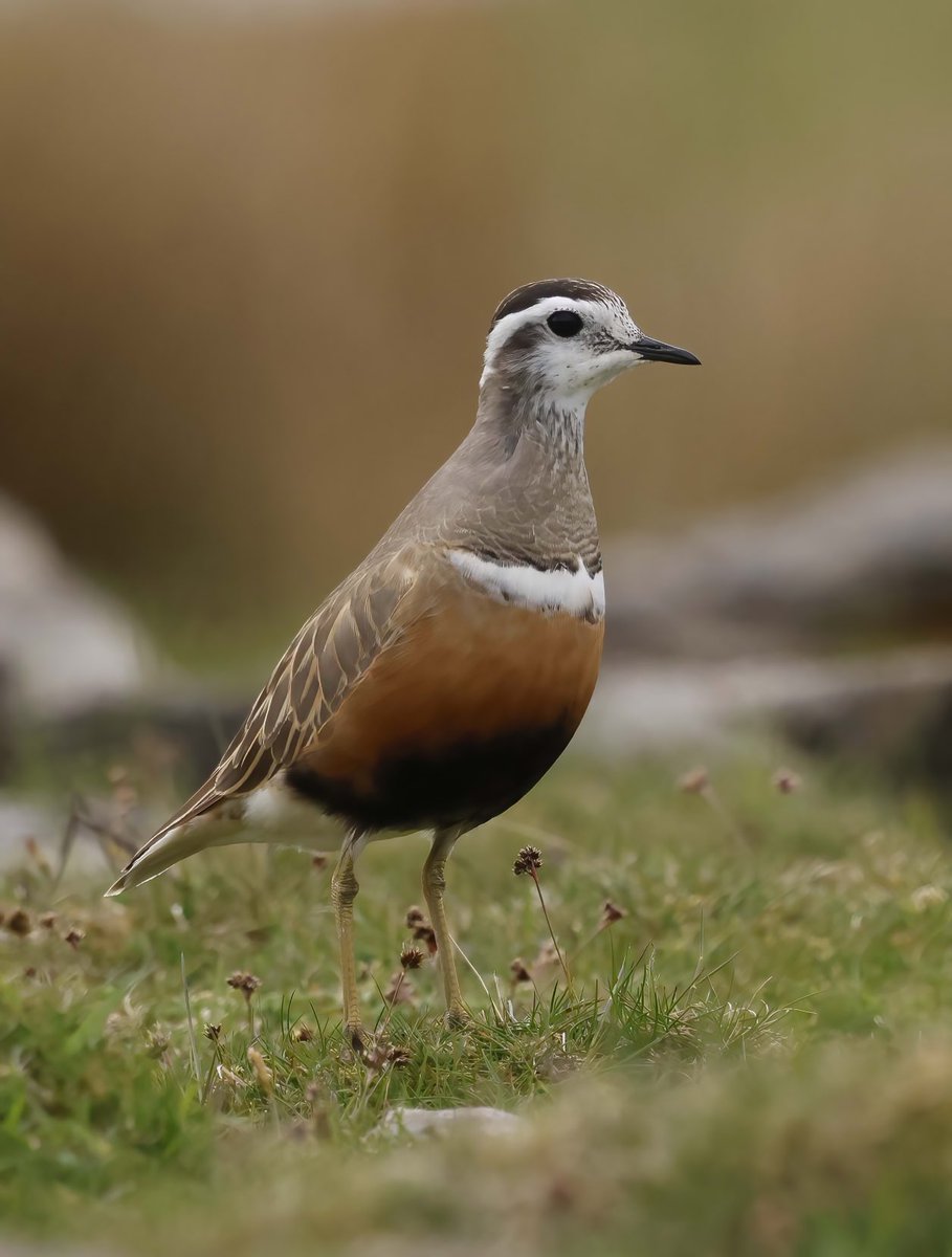 The Dotterels in South Wales.My experience and many pics on blackaudibirding.blogspot.com