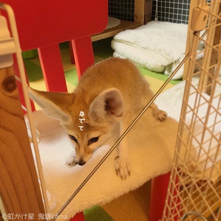 fennec_kama's tweet image. 撫でて稲荷狐が! (RP
アピさんの「なでて」訴え4連発もどうぞ😁なでられるまでこれで待ってた #フェネックアピさん #フェネック #Fennec