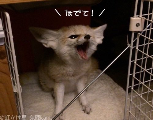 fennec_kama's tweet image. 撫でて稲荷狐が! (RP
アピさんの「なでて」訴え4連発もどうぞ😁なでられるまでこれで待ってた #フェネックアピさん #フェネック #Fennec