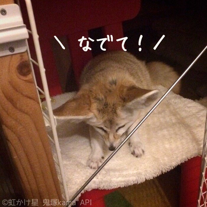 fennec_kama's tweet image. 撫でて稲荷狐が! (RP
アピさんの「なでて」訴え4連発もどうぞ😁なでられるまでこれで待ってた #フェネックアピさん #フェネック #Fennec
