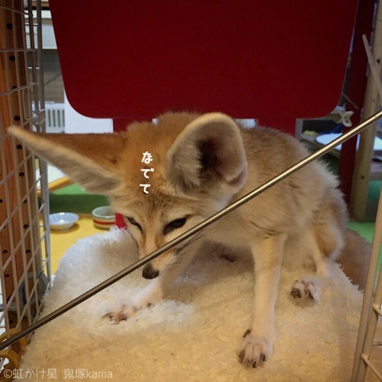 fennec_kama's tweet image. 撫でて稲荷狐が! (RP
アピさんの「なでて」訴え4連発もどうぞ😁なでられるまでこれで待ってた #フェネックアピさん #フェネック #Fennec