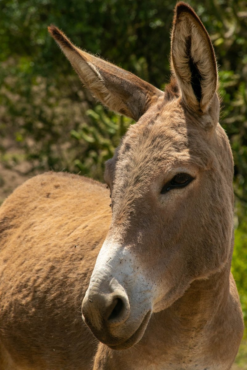 It’s our favourite day of the year... #WorldDonkeyDay! 🫏 🧡